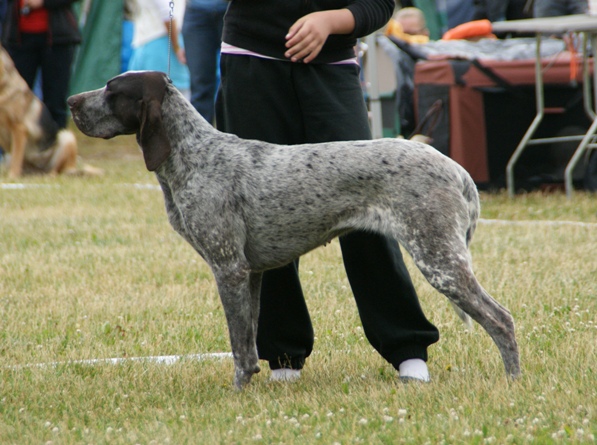 Braque de Burgos — photo de la race de chien originaire de Espagne (2)