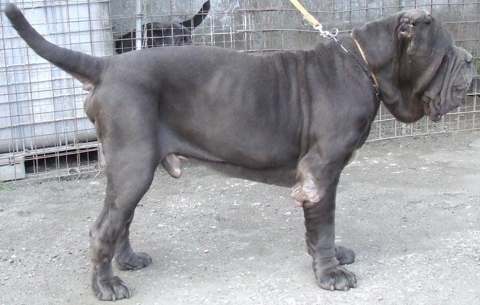 Mâtin de Naples — photo de la race de chien originaire de Rome antique (4)