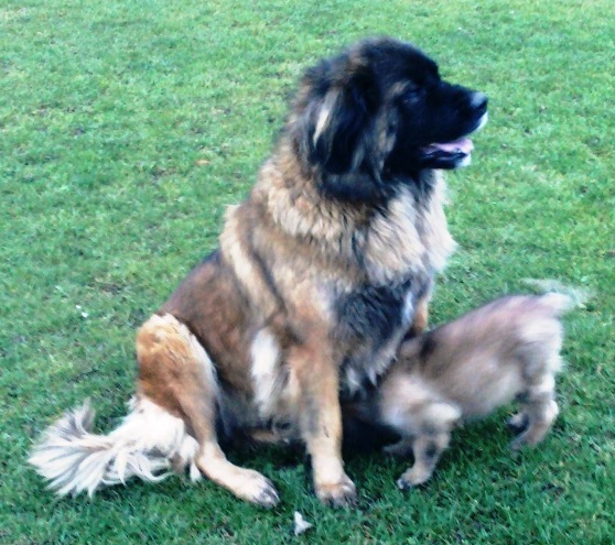 Léonberg — photo de la race de chien originaire de Allemagne (5)
