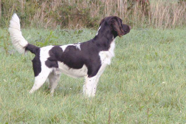 Petit Münsterländer — photo de la race de chien originaire de Allemagne (6)