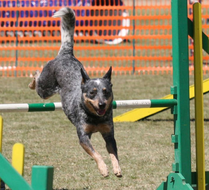 Bouvier Australien — photo de la race de chien originaire de Australie (6)