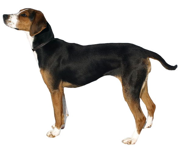 Chien courant finlandais — photo de la race de chien originaire de Finlande (1)