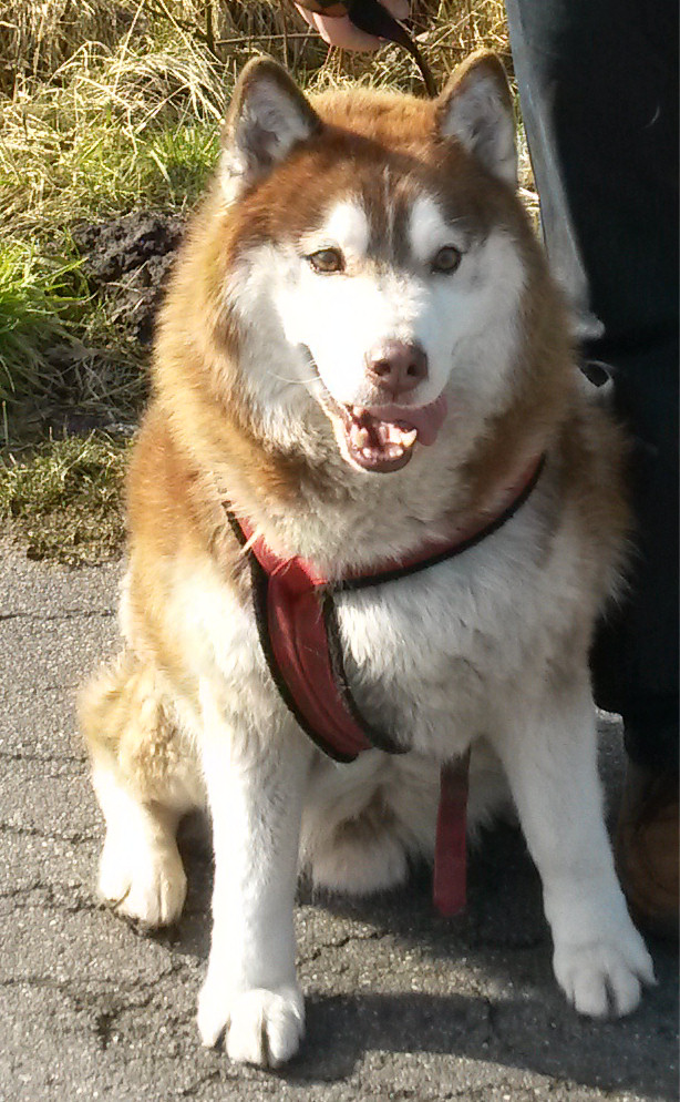 Malamute de l’Alaska — photo de la race de chien originaire de Alaska (2)