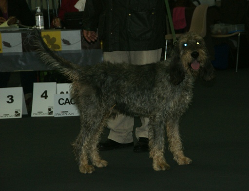 Griffon nivernais — photo de la race de chien originaire de France (5)