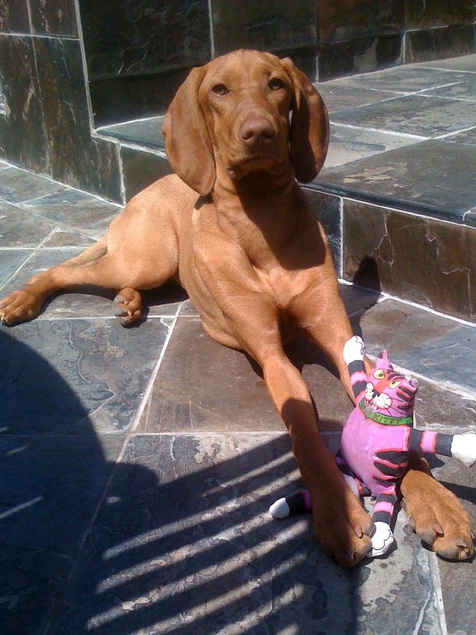 Braque hongrois à poil court — photo de la race de chien originaire de Hongrie (2)