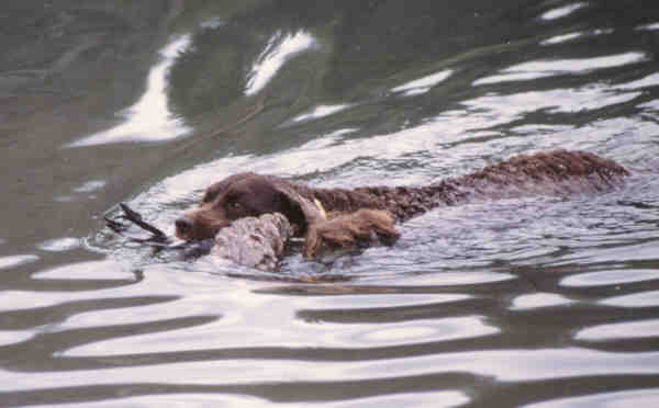 Chien d’eau américain — photo de la race de chien originaire de États-Unis (4)