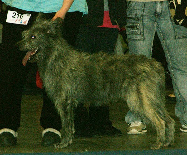 Bouvier des Ardennes — photo de la race de chien originaire de Belgique (1)