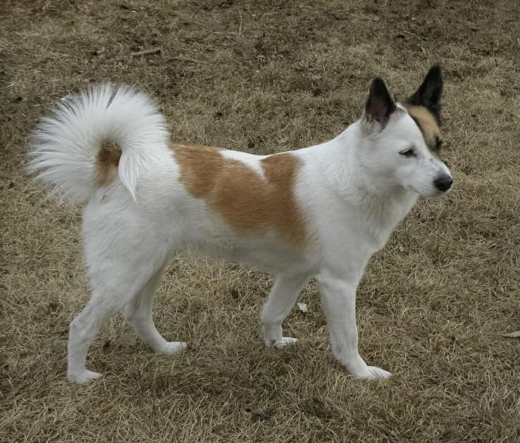 Spitz de Norrbotten — photo de la race de chien originaire de Suède (1)