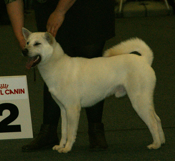 Kishu — photo de la race de chien originaire de Japon (4)