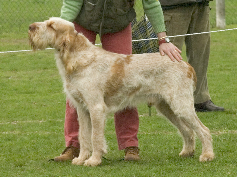 Spinone — photo de la race de chien originaire de Italie (2)