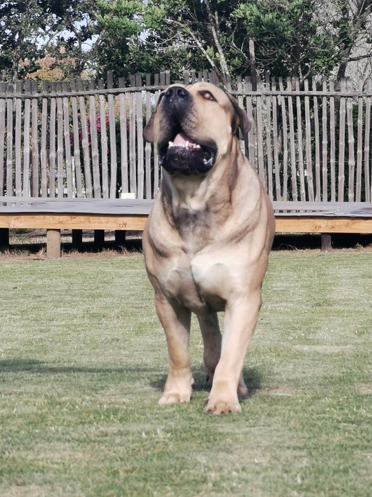 Boerbull — photo de la race de chien originaire de Afrique du Sud (1)