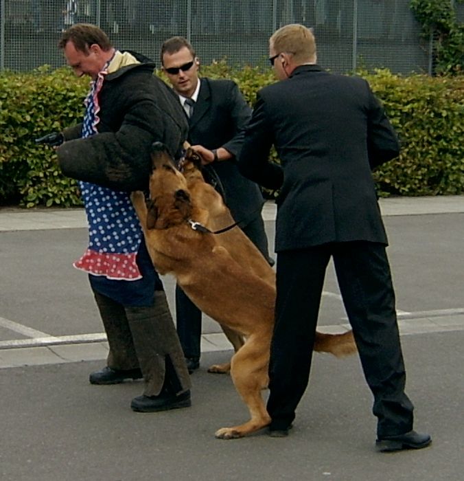 Berger belge Malinois — photo de la race de chien originaire de Belgique (6)