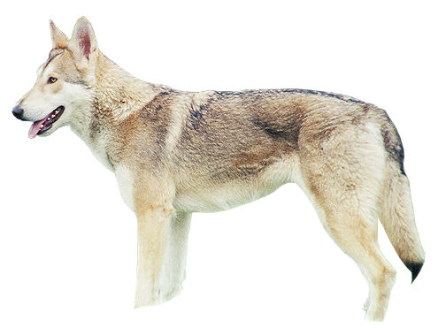 Chien-loup de Saarloos — photo de la race de chien originaire de Pays-Bas (6)