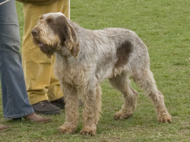 Spinone — photo de la race de chien originaire de Italie (3)
