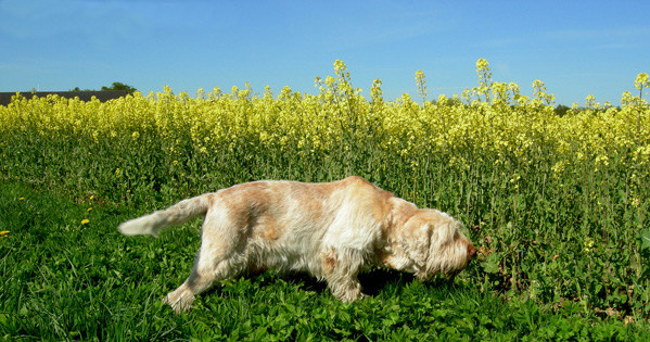 Spinone — photo de la race de chien originaire de Italie (4)