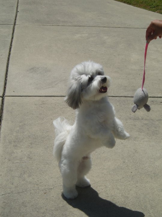 Coton de Tuléar — photo de la race de chien originaire de Madagascar (2)