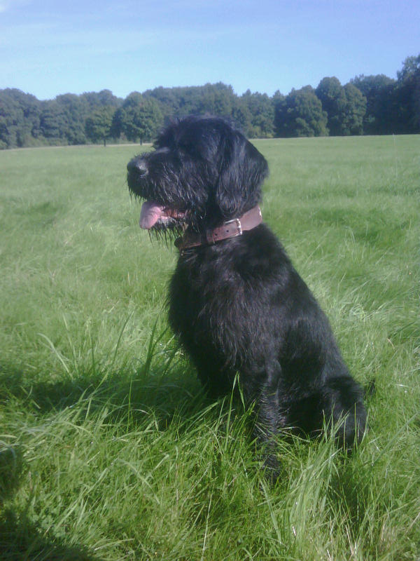 Pudelpointer — photo de la race de chien originaire de Allemagne (5)