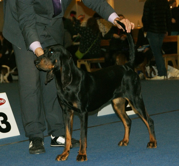 Black and tan coonhound — photo de la race de chien originaire de États-Unis (3)