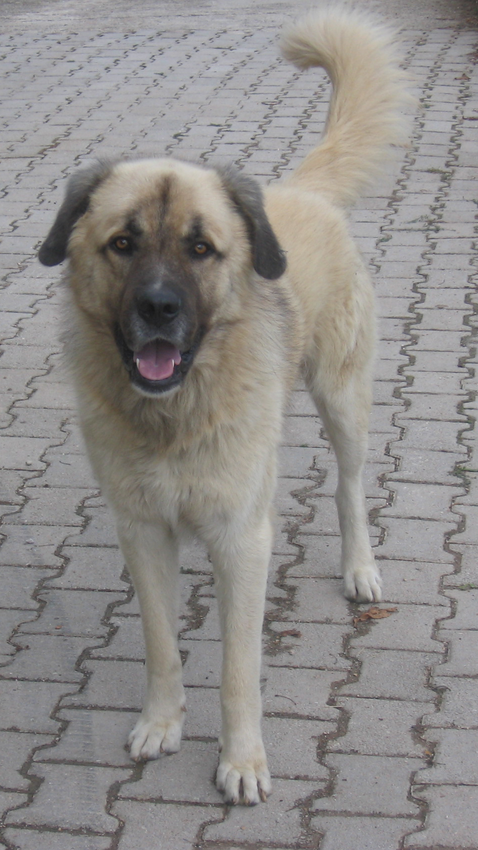 Berger yougoslave — photo de la race de chien originaire de Macédoine du Nord (3)