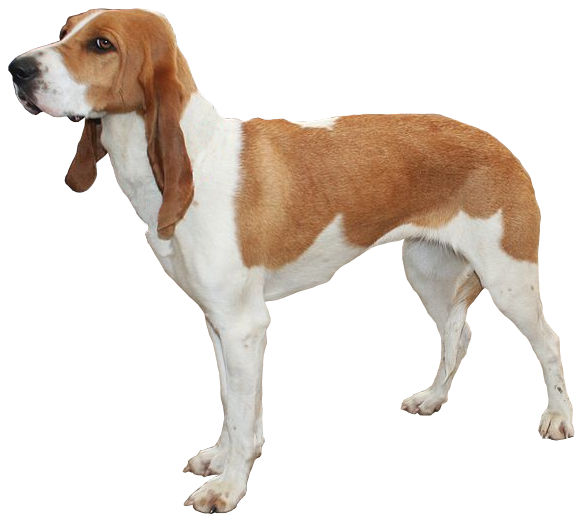Chien courant suisse — photo de la race de chien originaire de Suisse (1)