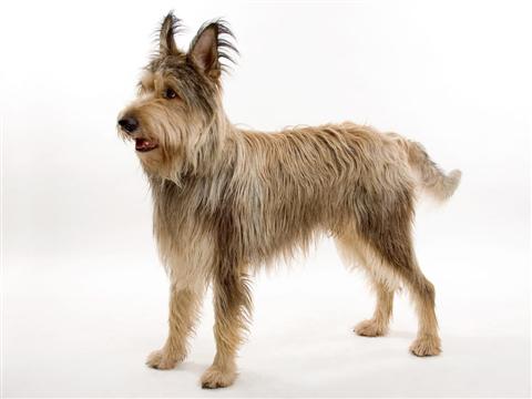 Berger Picard — photo de la race de chien originaire de France (2)