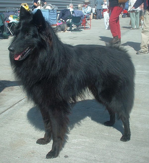 Berger Belge Groenendael — photo de la race de chien originaire de Belgique (5)