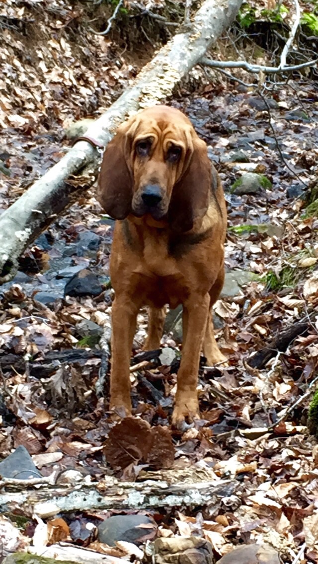 Chien de Saint-Hubert — photo de la race de chien originaire de Belgique (3)