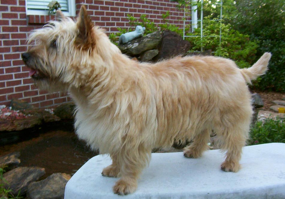 Cairn terrier — photo de la race de chien originaire de Écosse (6)