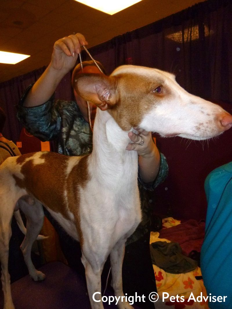 Podenco ibicenco — photo de la race de chien originaire de Ibiza (3)