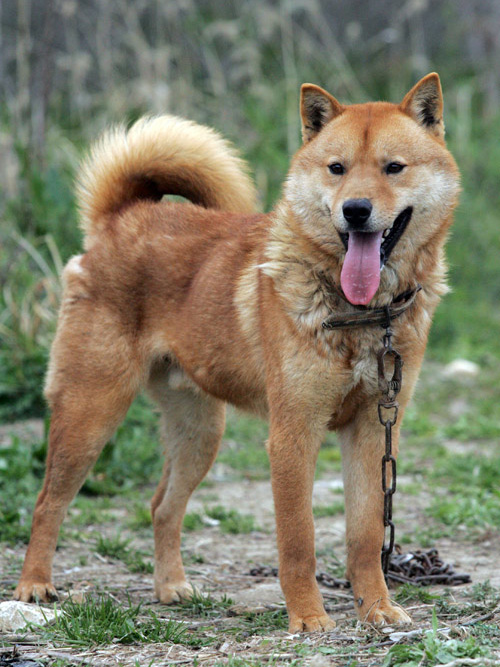 Jindo coréen — photo de la race de chien originaire de Corée du Sud (6)