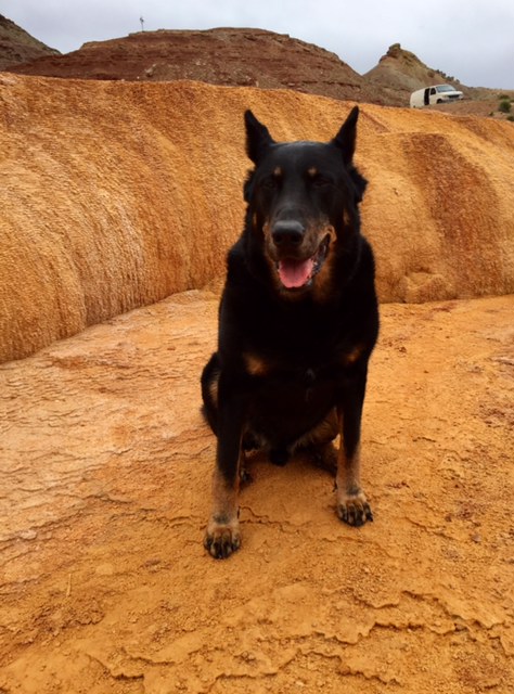 Beauceron — photo de la race de chien originaire de France (6)
