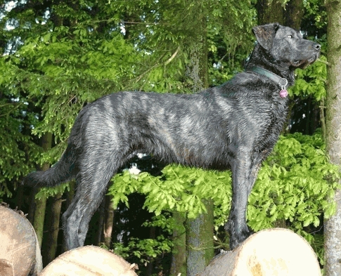 Chien de Castro Laboreiro — photo de la race de chien originaire de Portugal (1)