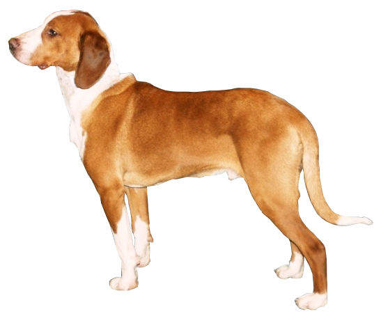 Chien courant de Posavatz — photo de la race de chien originaire de Croatie (1)
