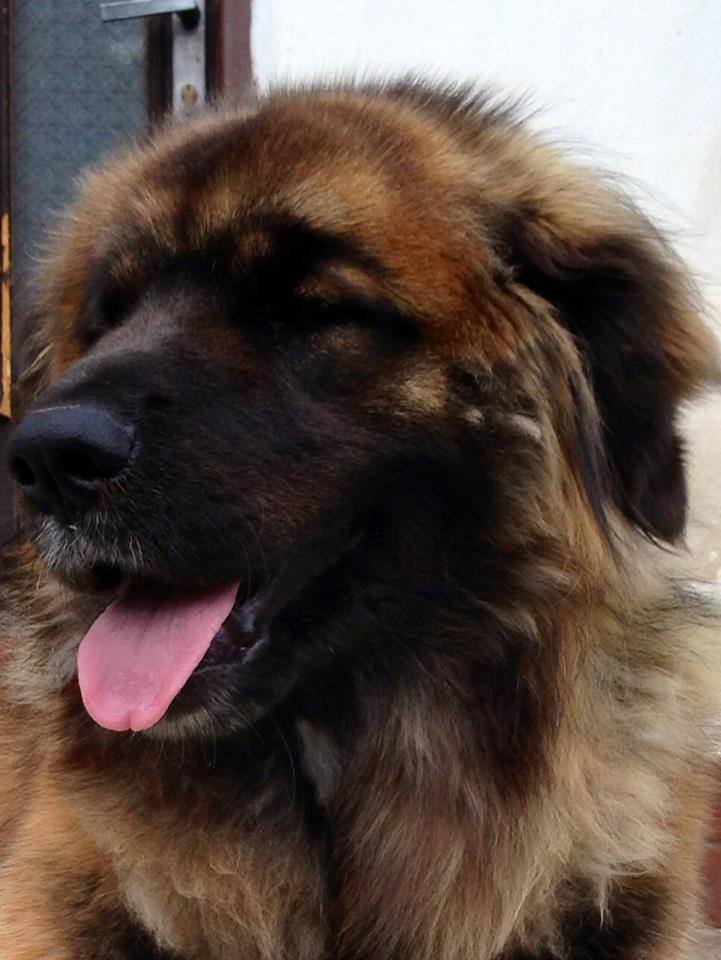 Léonberg — photo de la race de chien originaire de Allemagne (6)
