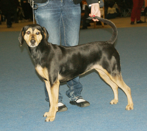 Chien courant grec — photo de la race de chien originaire de Grèce (1)