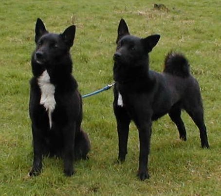 Buhund norvégien — photo de la race de chien originaire de Norvège (2)