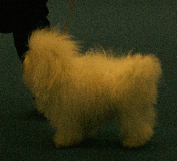 Bichon bolonais — photo de la race de chien originaire de Italie (6)