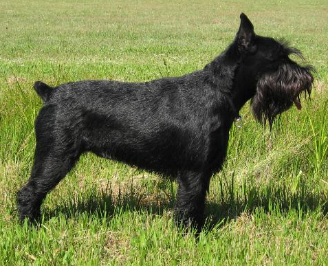 Schnauzer moyen — photo de la race de chien originaire de Allemagne (5)
