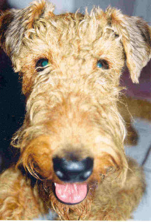 Welsh Terrier — photo de la race de chien originaire de pays de Galles (6)