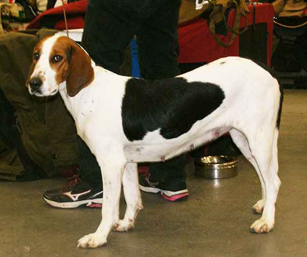 Chien courant de Halden — photo de la race de chien originaire de Norvège (1)