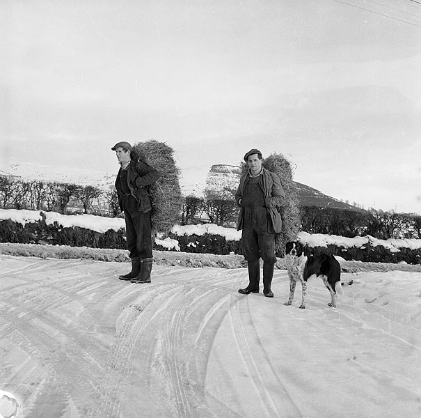 Border collie — photo de la race de chien originaire de Royaume-Uni (3)