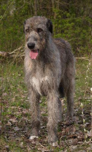 Lévrier irlandais — photo de la race de chien originaire de Irlande (3)