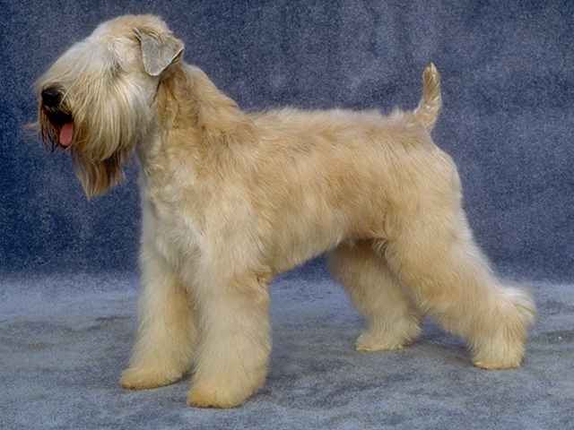 Terrier Irlandais à poil doux — photo de la race de chien originaire de Irlande (5)