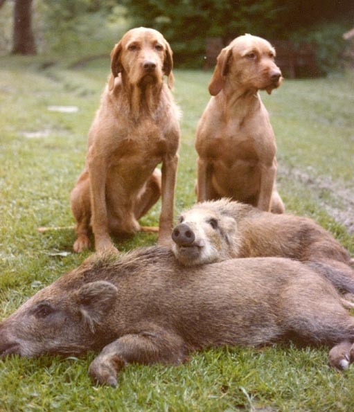 Braque hongrois à poil dur — photo de la race de chien originaire de Hongrie (5)