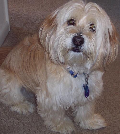 Terrier tibétain — photo de la race de chien originaire de Tibet (6)