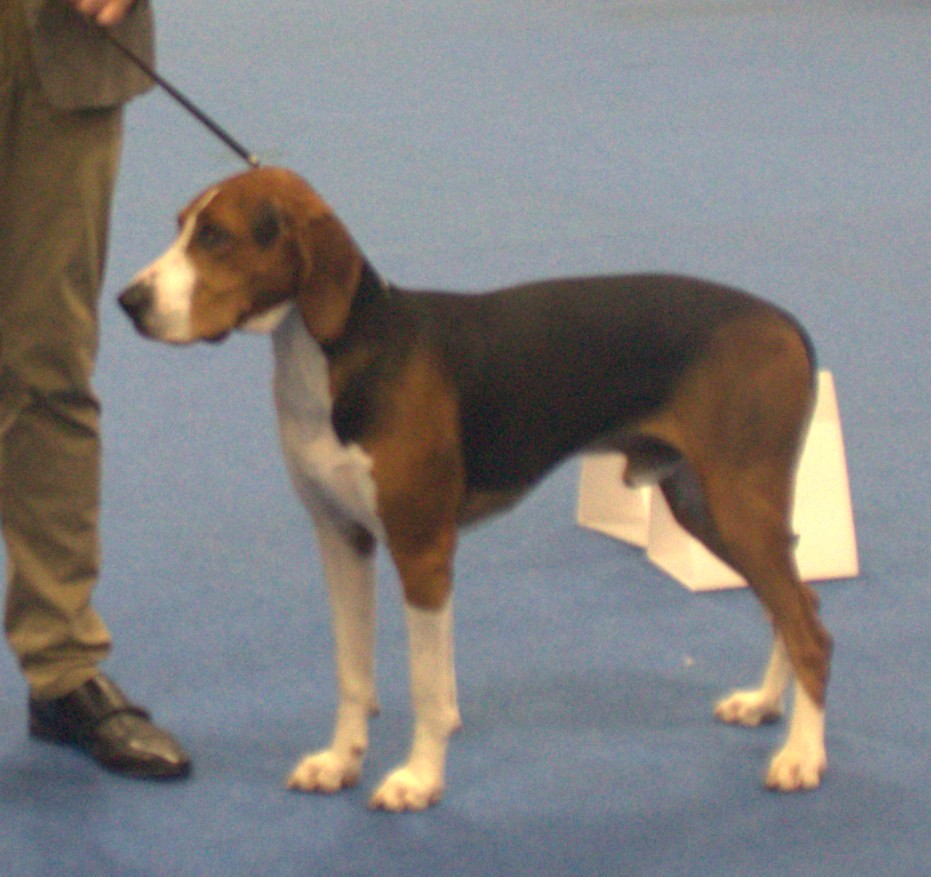 Hamilton stövare — photo de la race de chien originaire de Suède (5)