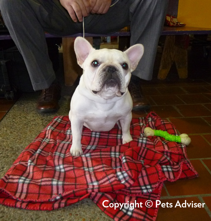 Bouledogue français — photo de la race de chien originaire de France (4)