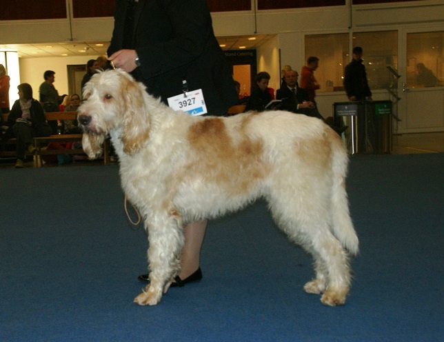 Grand Griffon vendéen — photo de la race de chien originaire de France (2)