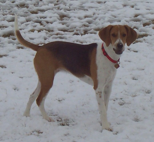 Harrier — photo de la race de chien originaire de Royaume-Uni (4)