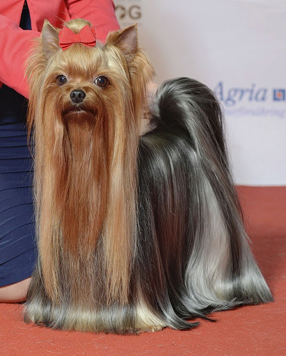 Yorkshire terrier — photo de la race de chien originaire de Angleterre (3)